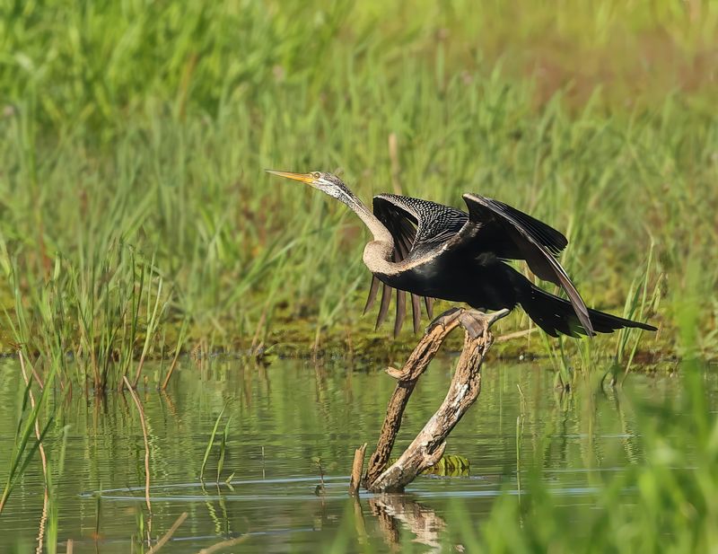 Oriental Darter - Anhinga melanogaster