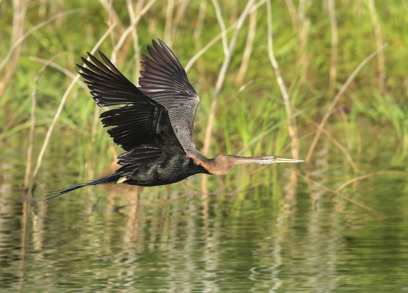 Oriental Darter - Anhinga melanogaster