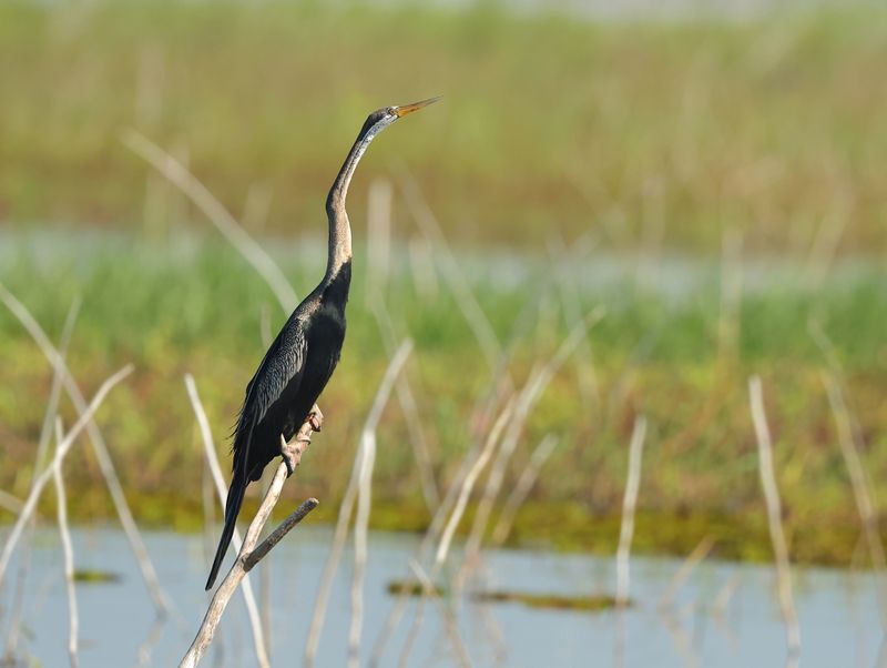 Oriental Darter - Anhinga melanogaster