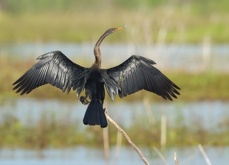 Oriental Darter - Anhinga melanogaster