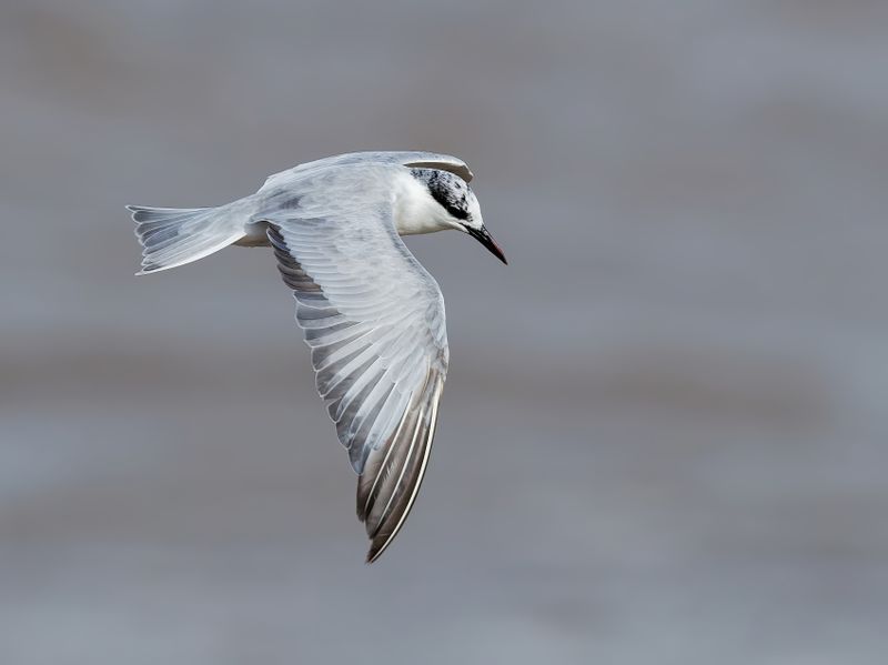 MAP: Whiskered Tern - Chlidonias hybrida