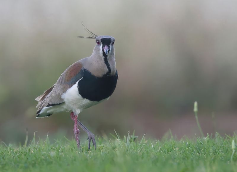 MAP: Southern Lapwing - Vanellus chilensis
