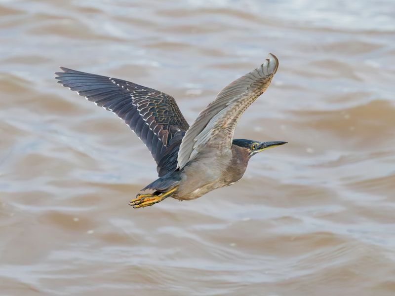 MAP: Striated Heron - Butorides striata