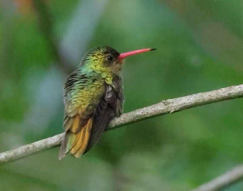 Trochilidae - Hummingbirds
