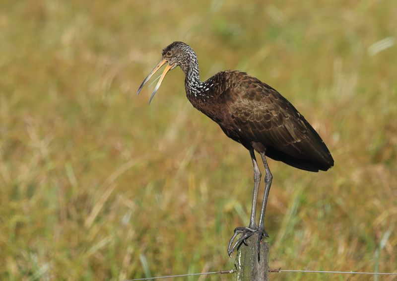Aramidae - Limpkin