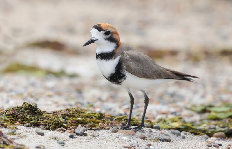 MAP: Two-banded Plover - Anarhynchus falklandicus