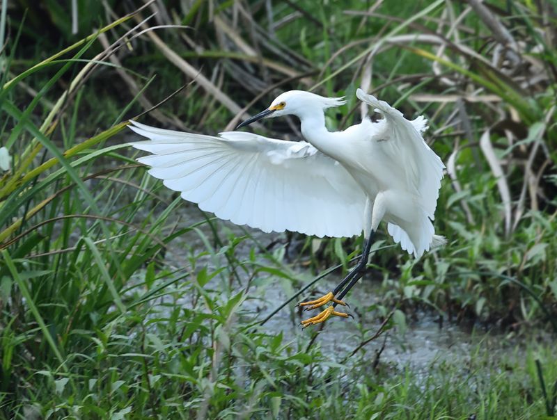 MAP: Snowy Egret - Egretta thula
