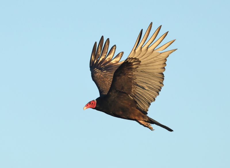 MAP: Turkey Vulture - Cathartes aura