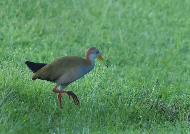 MAP: Giant Wood Rail - Aramides ypecaha