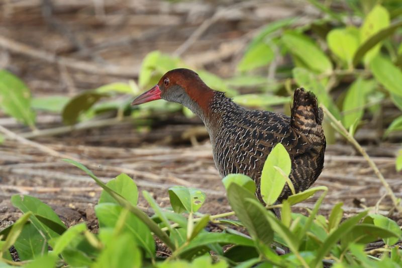 MAP: Slaty-breasted Rail - Lewinia striata