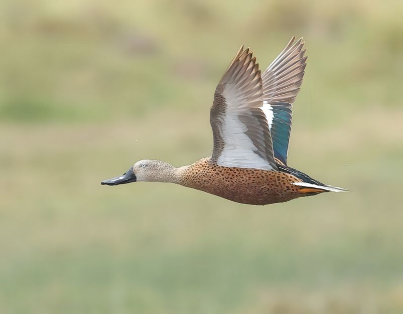 MAP: Red Shoveler - Spatula platalea