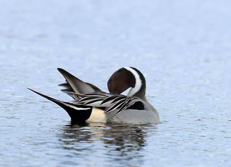 MAP: Northern Pintail - Anas acuta