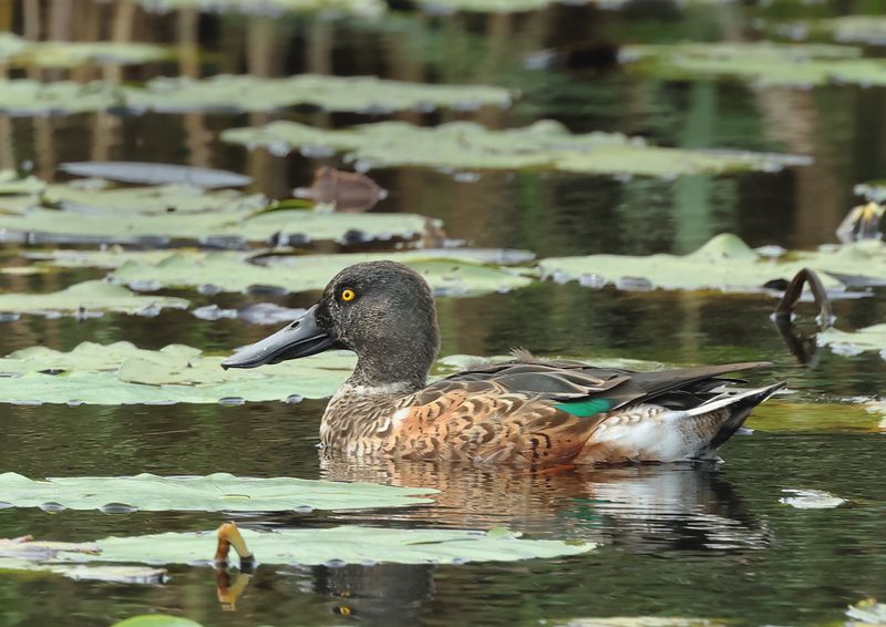 MAP: Northern Shoveler - Spatula clypeata
