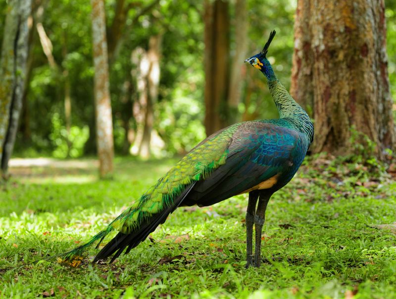 MAP: Green Peafowl - Pavo muticus