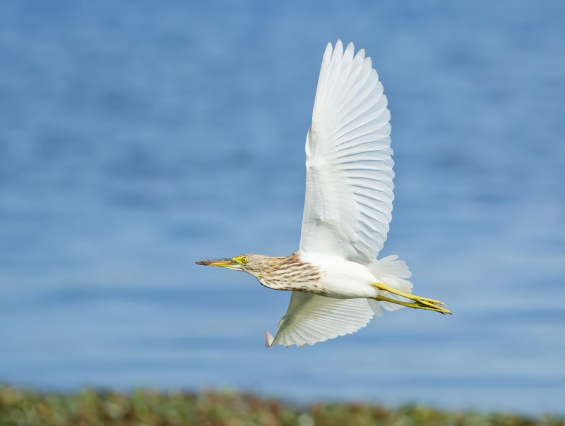 MAP: pond heron-spec - Ardeola spec.