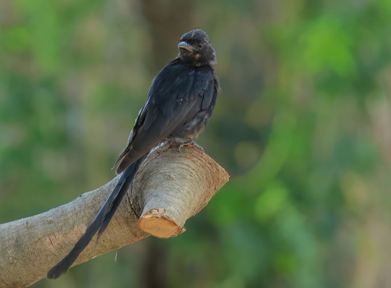 MAP: Black Drongo - Dicrurus macrocercus