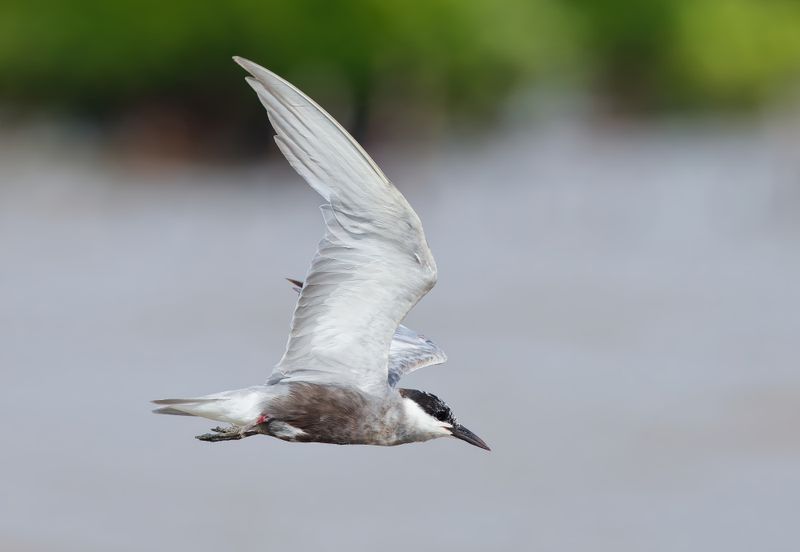 MAP: Whiskered Tern - Chlidonias h. hybrida