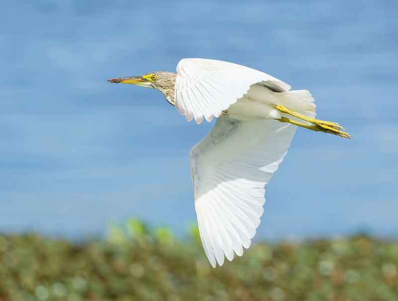 MAP: pond heron-spec - Ardeola spec.