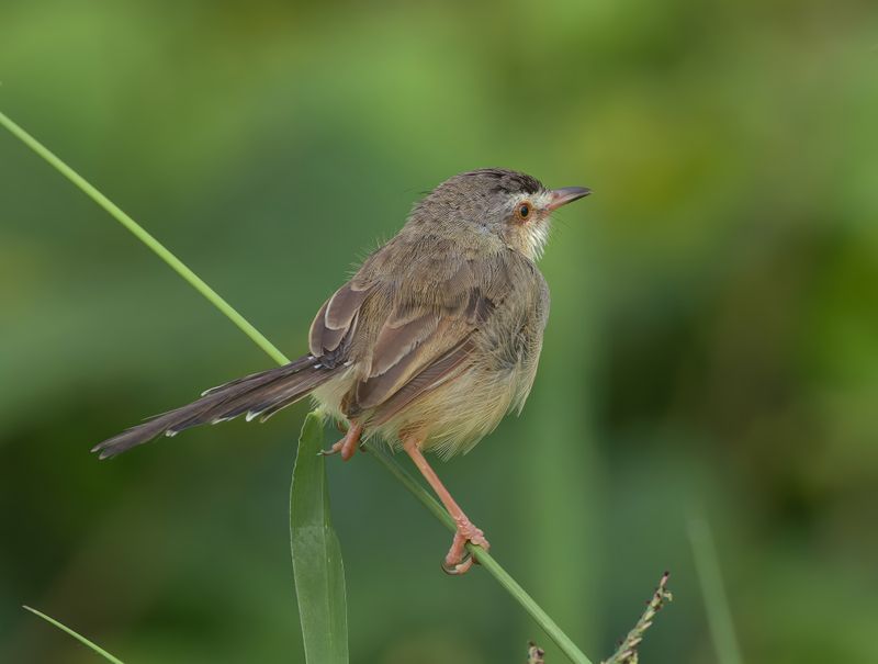Plain Prinia - Prinia inornata herberti