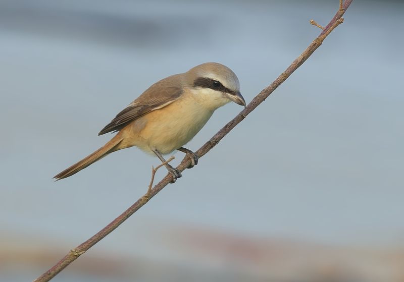 MAP: Brown Shrike - Lanius cristatus