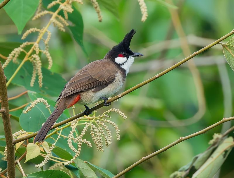MAP: Red-whiskered Bulbul - Pycnonotus jocosus