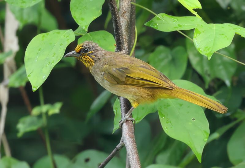 MAP: Stripe-throated Bulbul - Pycnonotus finlaysoni