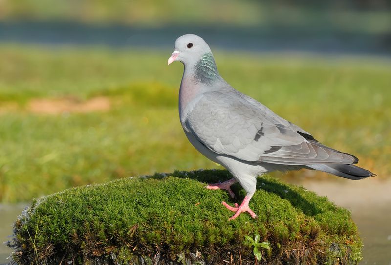 MAP: Stock Dove - Columba oenas