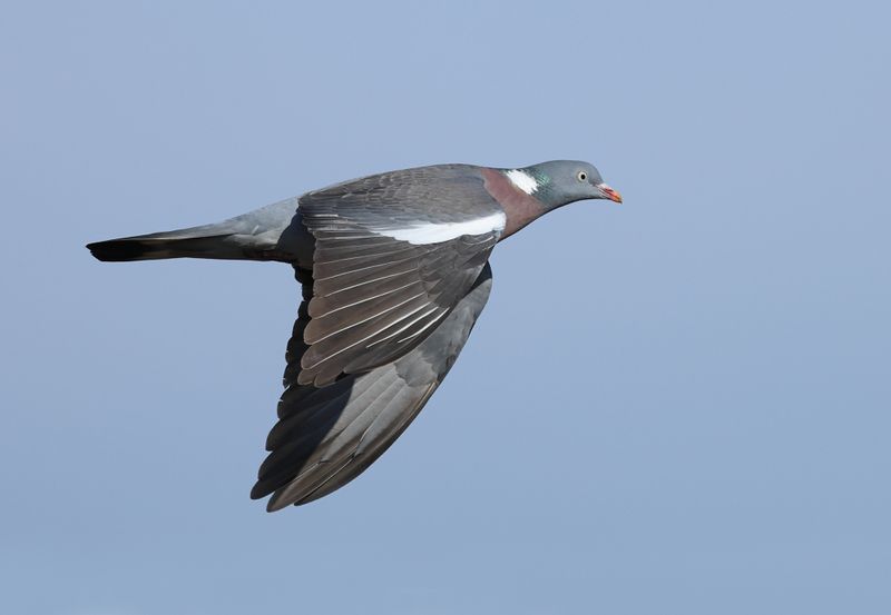 MAP: Common Woodpigeon - Columba palumbus