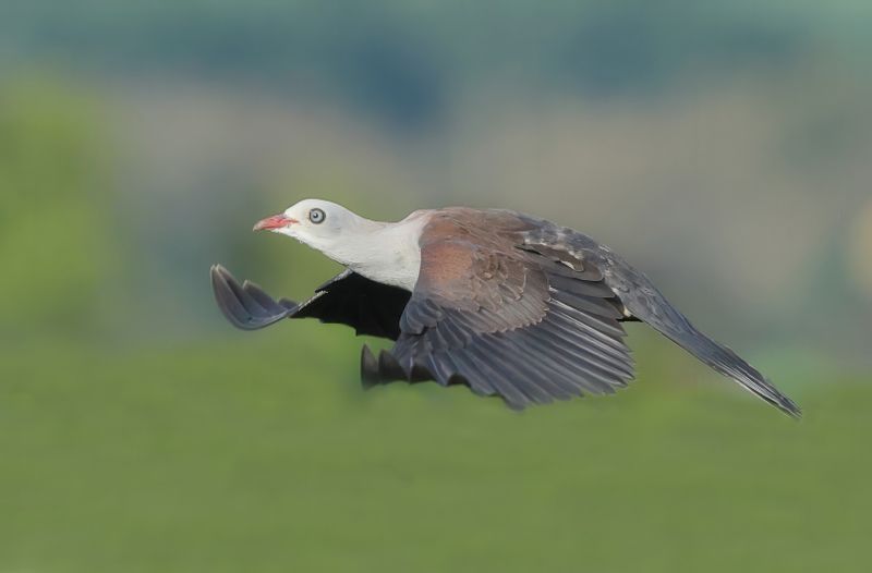 MAP: Mountain Imperial Pigeon - Ducula badia