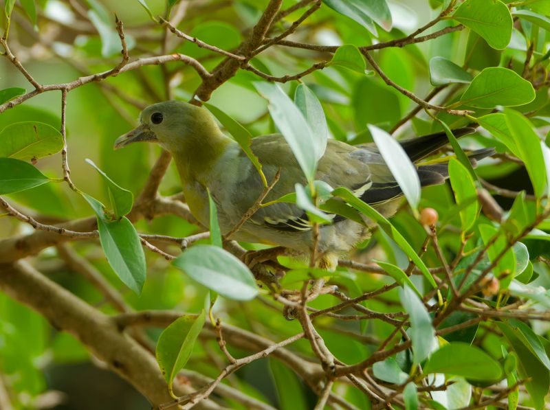 MAP: Thick-billed Green-Pigeon - Treron curvirostra