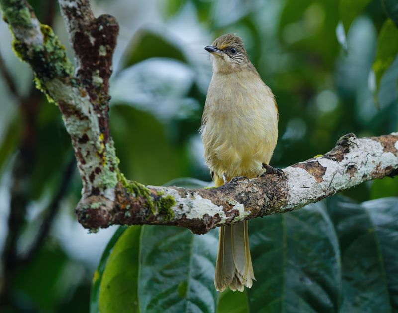 MAP: Streak-eared Bulbul - Pycnonotus conradi
