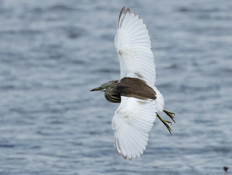MAP: pond heron-spec - Ardeola spec.