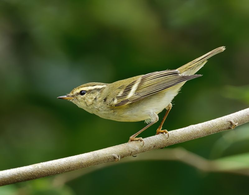 MAP: Yellow-browed Warbler - Phylloscopus inornatus
