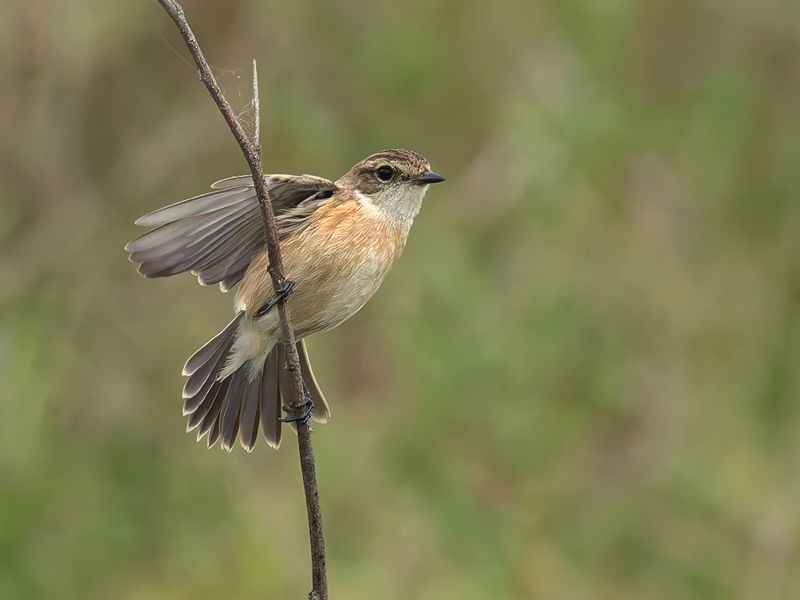 MAP: Amur Stonechat - Saxicola stejnegeri
