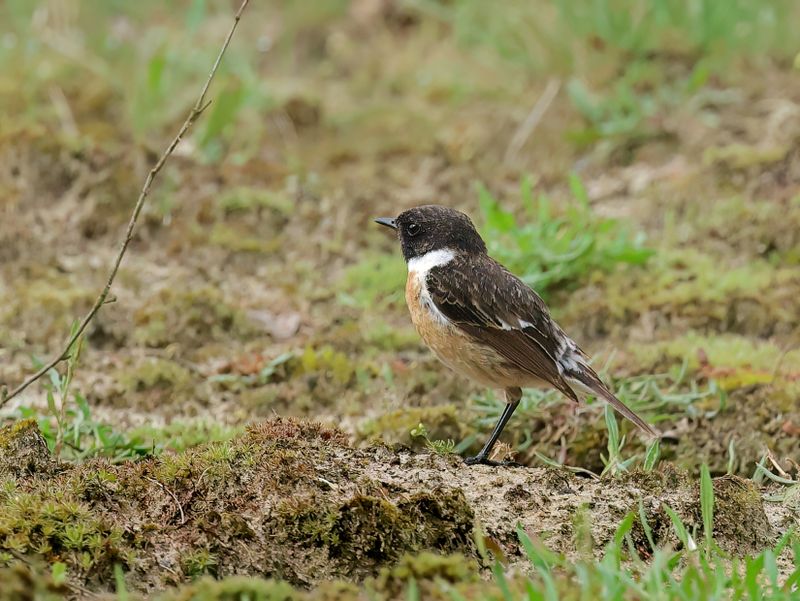 MAP: European Stonechat - Saxicola rubicola 