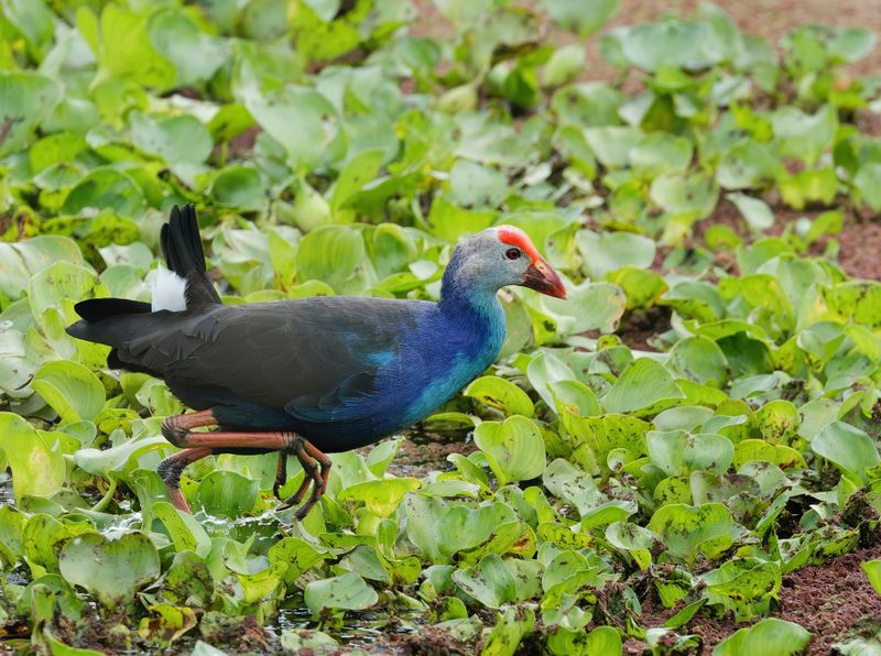 MAP: Grey-headed Swamphen - Porphyrio poliocephalus 