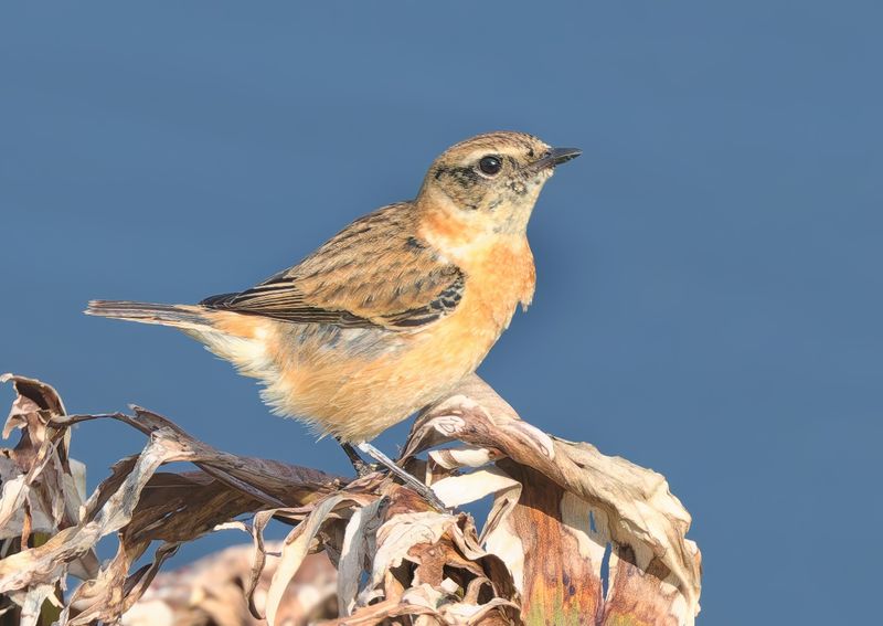 Amur Stonechat - Saxicola stejnegeri