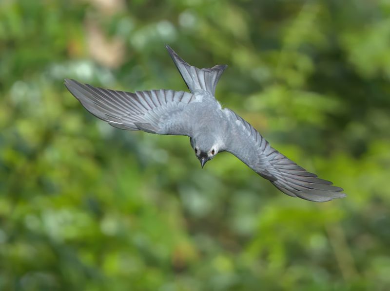 MAP: Ashy Drongo - Dicrurus leucophaeus 
