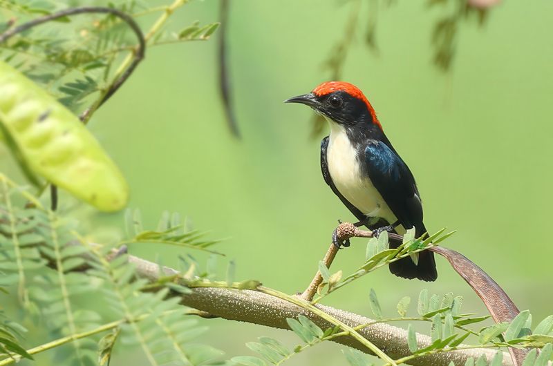 MAP: Scarlet-backed Flowerpecker - Dicaeum cruentatum 