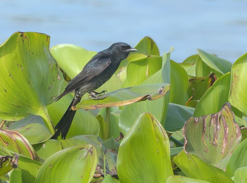 MAP: Black Drongo - Dicrurus macrocercus