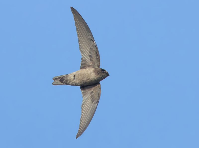 MAP: White-nest Swiftlet - Aerodramus fuciphagus germani