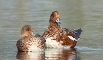 Eurasian Wigeon - Anas penelope (Smient)