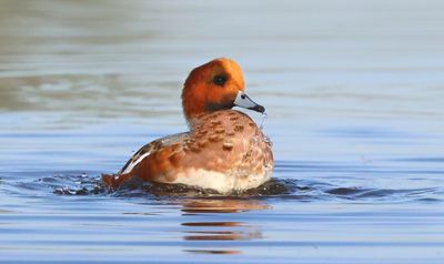 Eurasian Wigeon - Anas penelope (Smient)