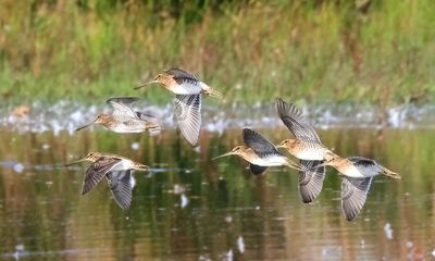 Common Snipe - Gallinago gallinago (Watersnip)