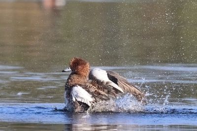 Eurasian Wigeon - Anas penelope (Smient)