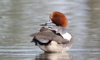 Eurasian Wigeon - Anas penelope (Smient)