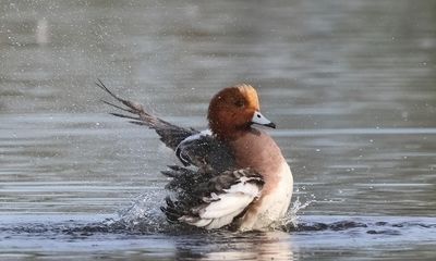 Eurasian Wigeon - Anas penelope (Smient)