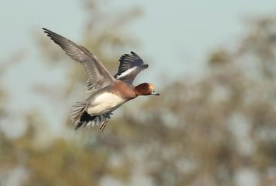 Eurasian Wigeon - Anas penelope (Smient)