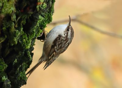 Short-toed Treecreeper - Certhia brachydactyla megarhynchos (Boomkruiper) 