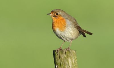 European Robin - Erithacus rubecula (Roodborst)